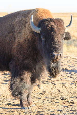 American Bison on the Colorado Plains