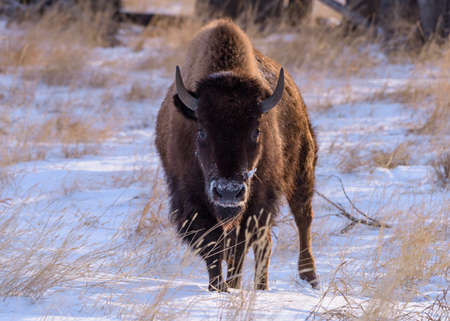 Genetically Pure Wild Bison in Colorado. Bison in Morning Light on a Cold Winter Day