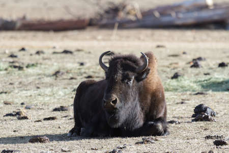 Genetically Pure Wild Bison On The Colorado Prairie