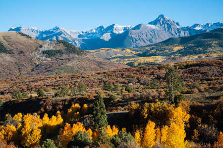 Golden Leaves of Aspen Trees in the Beautiful Rocky Mountains of Colorado.