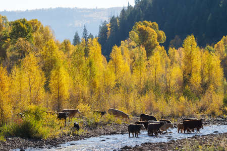Golden Leaves of Aspen Trees in the Beautiful Rocky Mountains of Colorado.の写真素材