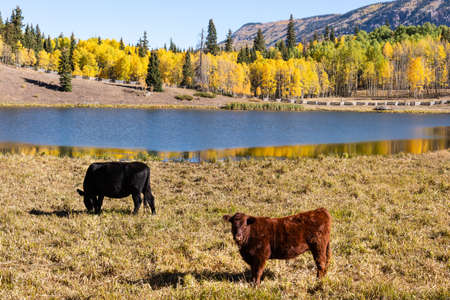 Golden Leaves of Aspen Trees in the Beautiful Rocky Mountains of Colorado.