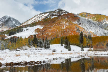 Golden Leaves of Aspen Trees in the Beautiful Rocky Mountains of Colorado.の写真素材