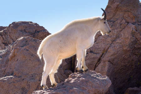 Wild Mountain Goats Living on Colorado Mountain Peaks.