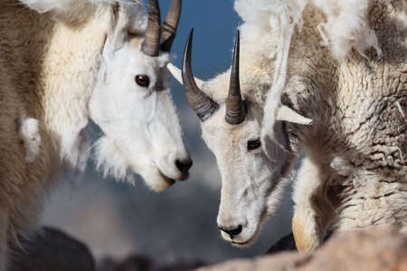Wild Mountain Goats Living on Colorado Mountain Peaks.