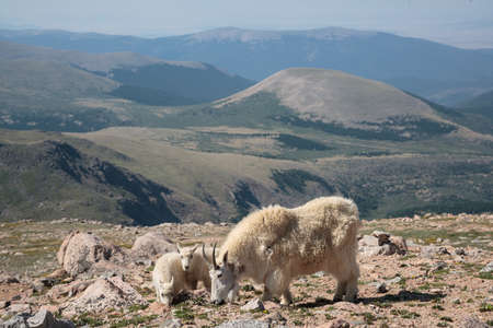 Wild Mountain Goats Living on Colorado Mountain Peaks.の写真素材