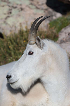 Wild Mountain Goats Living on Colorado Mountain Peaks.の写真素材