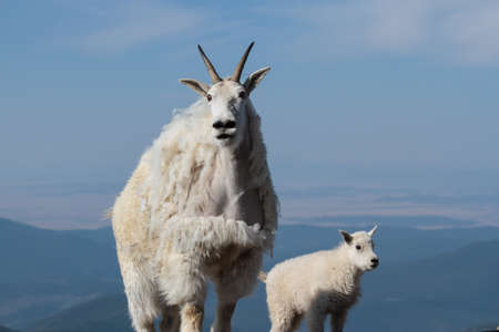 Wild Mountain Goats Living on Colorado Mountain Peaks.の写真素材