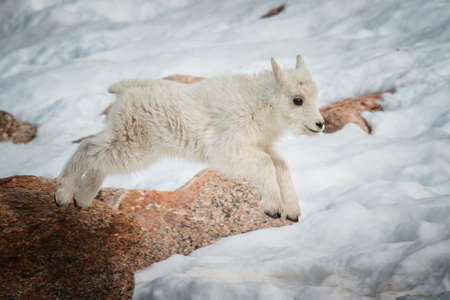Wild Mountain Goats Living on Colorado Mountain Peaks.