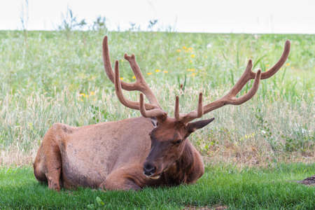 Wild Elk in the Rocky Mountains of Coloradoの写真素材