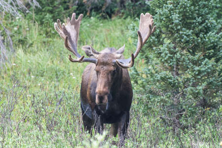 Colorado Rocky Mountains - Shiras Moose in the Wild