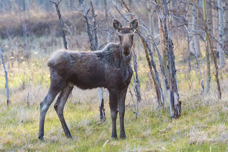 Colorado Rocky Mountains - Shiras Moose in the Wildの写真素材