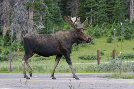 Colorado Rocky Mountains - Shiras Moose in the Wildの写真素材