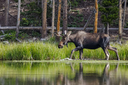 Colorado Rocky Mountains - Shiras Moose in the Wildの写真素材