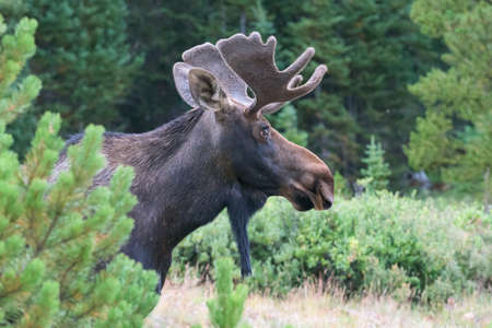 Colorado Rocky Mountains - Shiras Moose in the Wildの写真素材