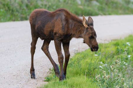 Colorado Rocky Mountains - Shiras Moose in the Wildの写真素材