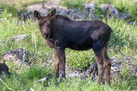 Colorado Rocky Mountains - Shiras Moose in the Wildの写真素材