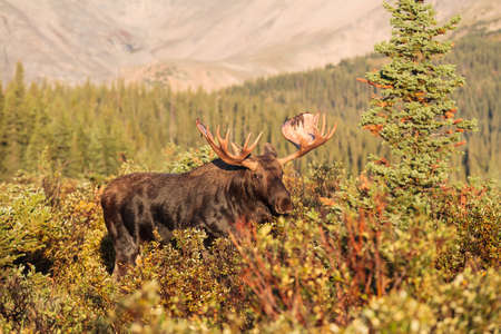 Colorado Rocky Mountains - Shiras Moose in the Wild