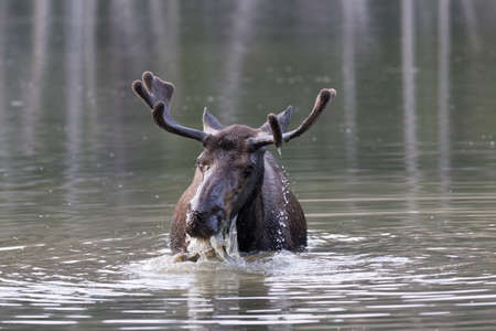 Colorado Rocky Mountains - Shiras Moose in the Wildの写真素材