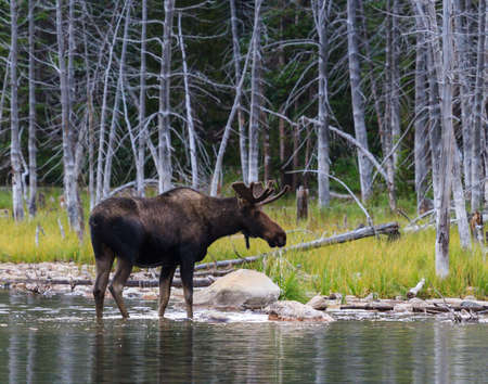 Colorado Rocky Mountains - Shiras Moose in the Wildの写真素材