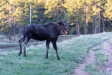 Colorado Rocky Mountains - Shiras Moose in the Wild