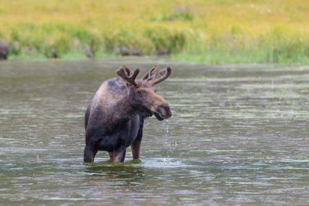 Colorado Rocky Mountains - Shiras Moose in the Wildの写真素材