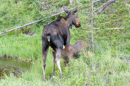 Colorado Rocky Mountains - Shiras Moose in the Wildの写真素材