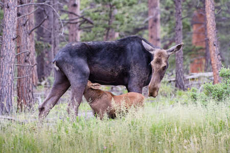 Colorado Rocky Mountains - Shiras Moose in the Wildの写真素材