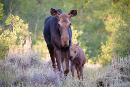Colorado Rocky Mountains - Shiras Moose in the Wildの写真素材