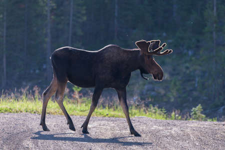 Colorado Rocky Mountains - Shiras Moose in the Wildの写真素材