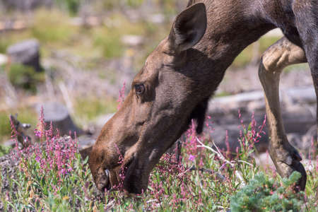 Colorado Rocky Mountains - Shiras Moose in the Wildの写真素材