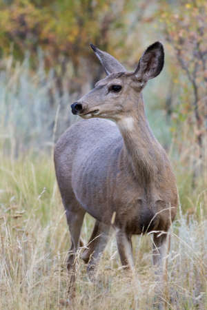 Wildlife of Colorado. Wild Deer in Their Natural Environment in Colorado.