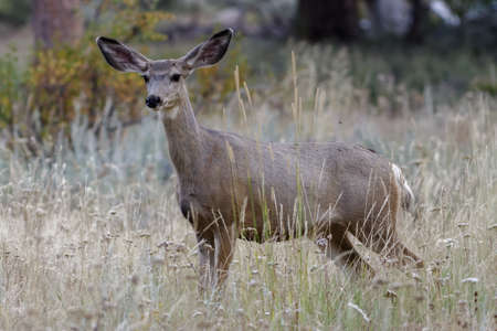 Wildlife of Colorado. Wild Deer in Their Natural Environment in Colorado.