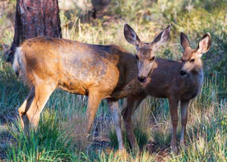 Wildlife of Colorado. Wild Deer in Their Natural Environment in Colorado.の写真素材