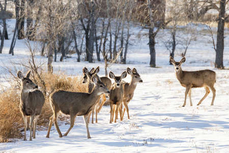 Wildlife of Colorado. Wild Deer in Their Natural Environment in Colorado.の写真素材