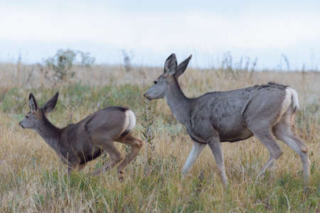 Wildlife of Colorado. Wild Deer in Their Natural Environment in Colorado.