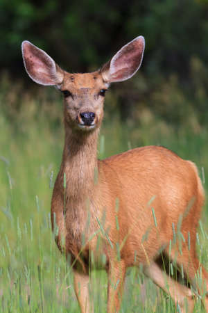Wildlife of Colorado. Wild Deer in Their Natural Environment in Colorado.