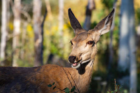 Wildlife of Colorado. Wild Deer in Their Natural Environment in Colorado.の写真素材