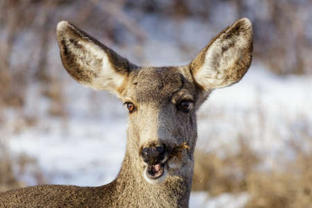 Wildlife of Colorado. Wild Deer in Their Natural Environment in Colorado.の写真素材