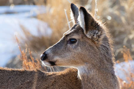 Wildlife of Colorado. Wild Deer in Their Natural Environment in Colorado.の写真素材