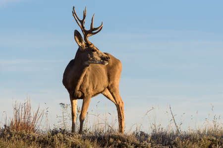 Wildlife of Colorado. Wild Deer in Their Natural Environment in Colorado.の写真素材