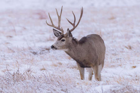 Wildlife of Colorado. Wild Deer in Their Natural Environment in Colorado.の写真素材