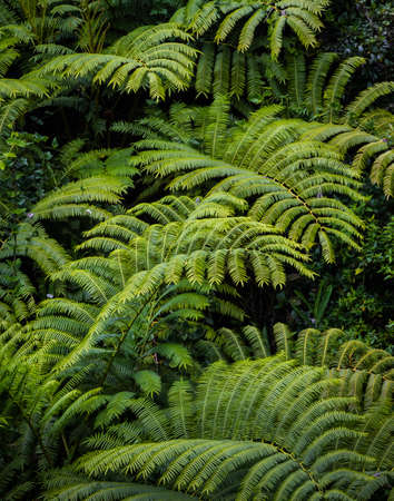 Hawiian Palm Trees Blowing in the Cool Morning Coastal Air.の写真素材
