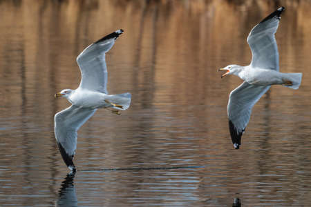 January - Ketring Lake, Coloradoの写真素材