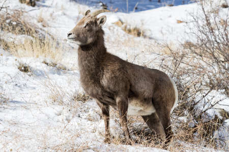 Wild Bighorn Sheep in the Rocky Mountains of Colorado.の写真素材