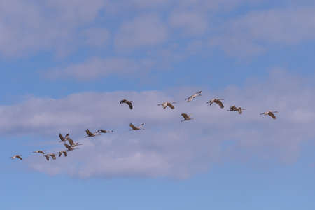 Group of Sandhill Cranes Near Monte Vista, Colorado.