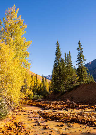 Golden Leaves of Aspen Trees in the Beautiful Rocky Mountains of Colorado.