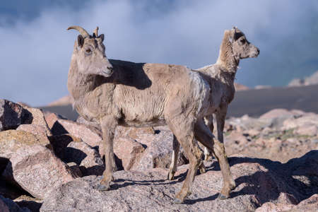 Bighorn sheep are wild animals in the Rocky Mountains of Coloradoの写真素材