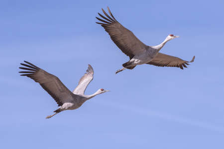 Sandhill Cranes during the Spring migration in Monte Vista, Colorado.の写真素材