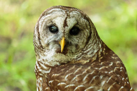 Barred Owl. Medium sized large-headed owl with brown eyes.の写真素材